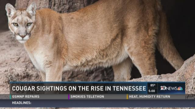 Cougar sightings on the rise in Tennessee | wbir.com