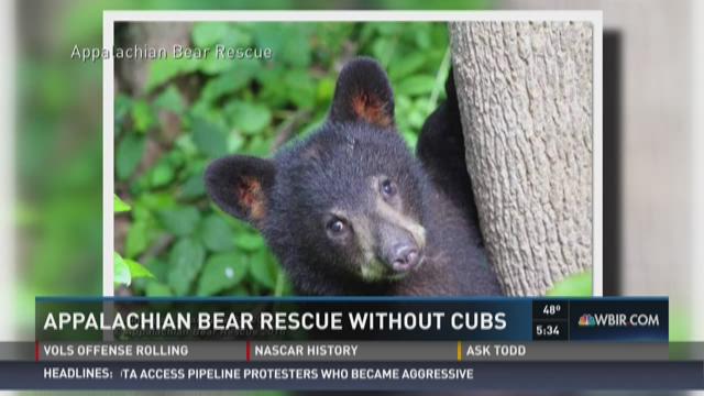 home - Appalachian Bear Rescue