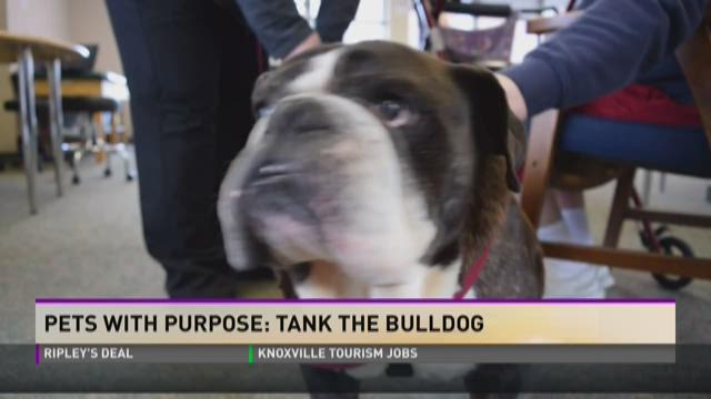 Pets With Purpose Tank The Bulldog Wbir Com