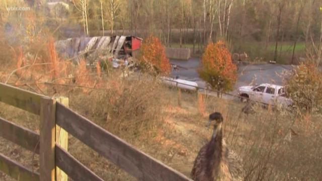 Owner Planning To Rebuild After Animals Killed In Barn Fire At Little owner-planning-to-rebuild-after-animals-killed-in-barn-fire-at-little